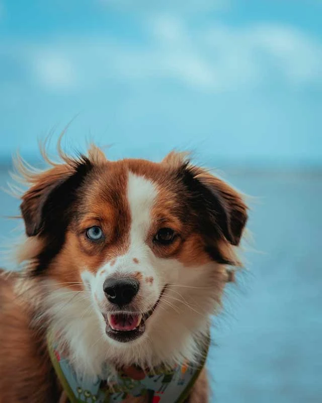 Dental Dog