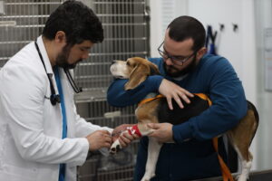 veterinary surgery Miami FL